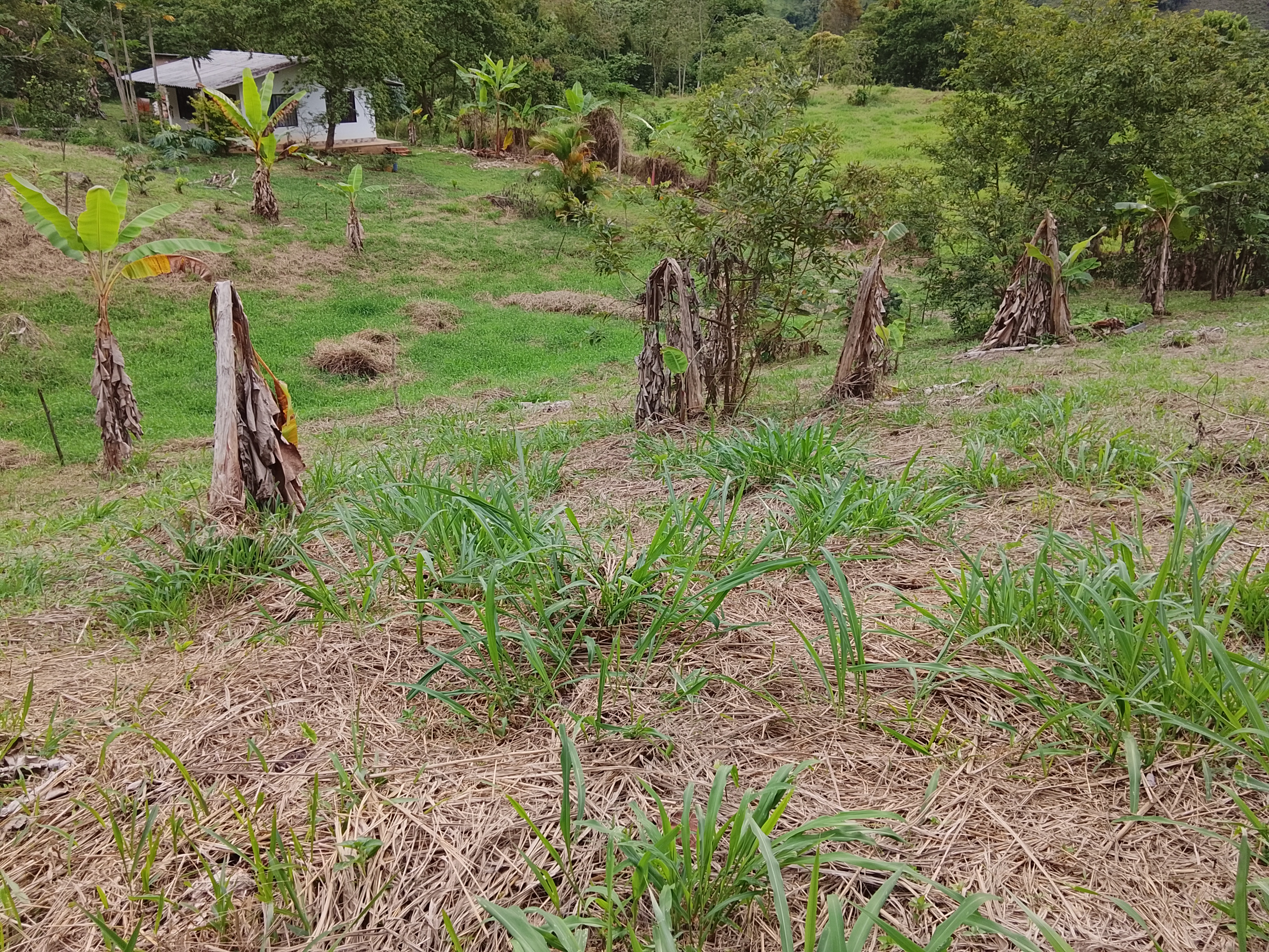 TIERRA · CUNDINAMARCA 3