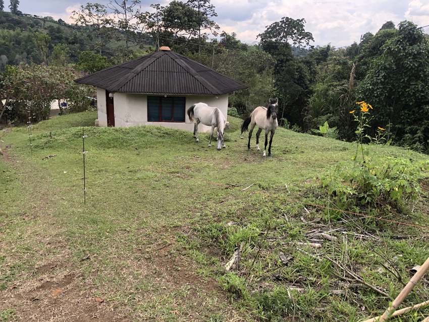 Compartir la finca con gente que le guste el trabajo con animales y cultivos
